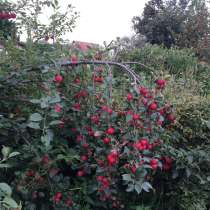 дача, в Томске