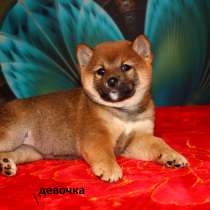 Сиба, в Москве