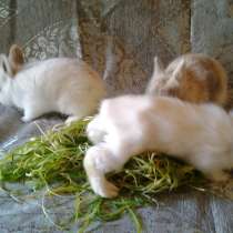 Продам карликового крольченка, в Саранске