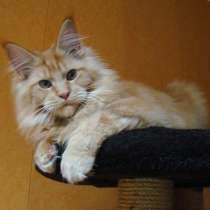 Мейн куны! Котята породы Мейн кун! Мэйн кун нежный гигант в, в Москве