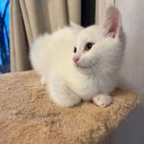 Котята, в Санкт-Петербурге