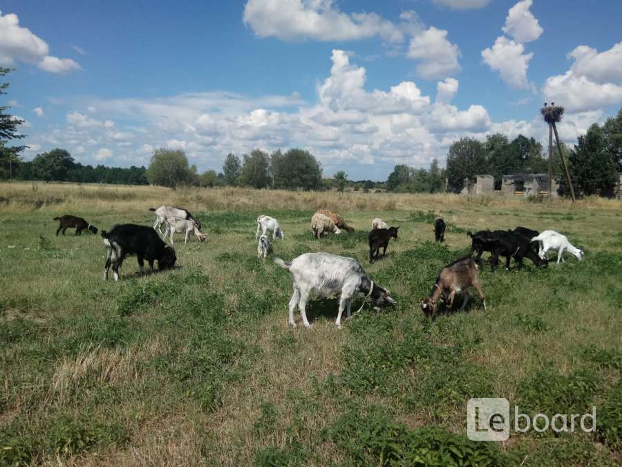 Продажа Сельхоз Животных Назарово