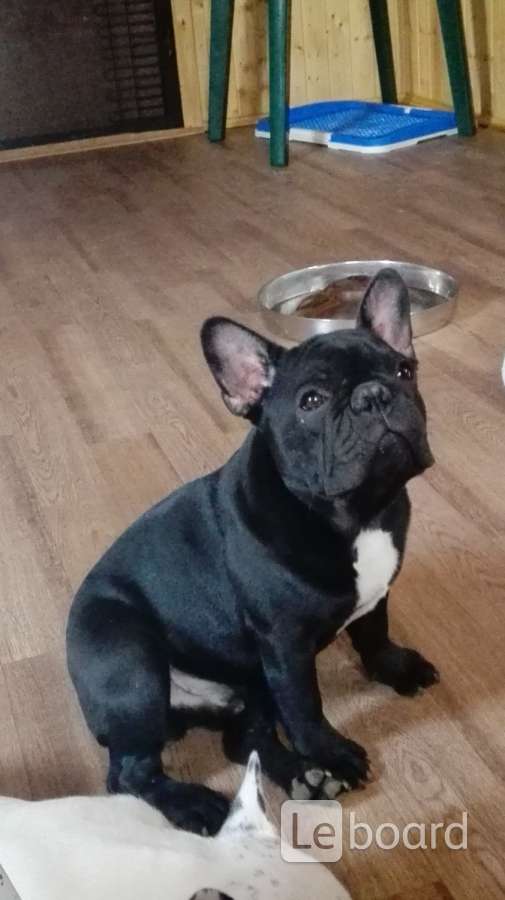 Собака похожая на француза. Французский бульдог отдам даром. Даром французский бульдог в спб. Щенки французского бульдога в добрые. Французский бульдог даром.