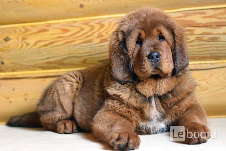 Щенок тибетского мастифа. Тунгусский мастиф. Tibetan Mastiff Puppy. Кандыба мастиф. Тибетский мастиф щенок золотой сгривтй.