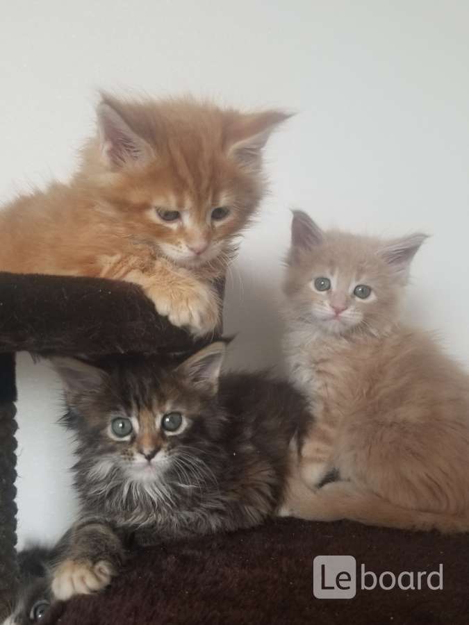 Котята Мейн Кун Купить В Туле
