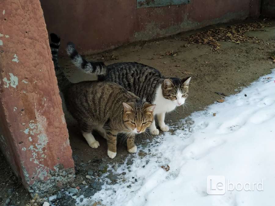 Кошки курган. Курган кошки дворы. Фото белая кошка ходит с котёнком. Авито Курган животные кошки.