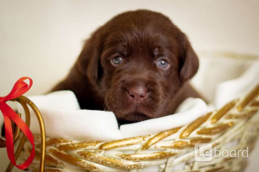 Лабрадор купить московский. Собака лабрадор щенок шоколадный. Шоколадный лабрадор щенок. Лабрадор Горький шоколад. Красивые собаки лабрадор шоколадный.