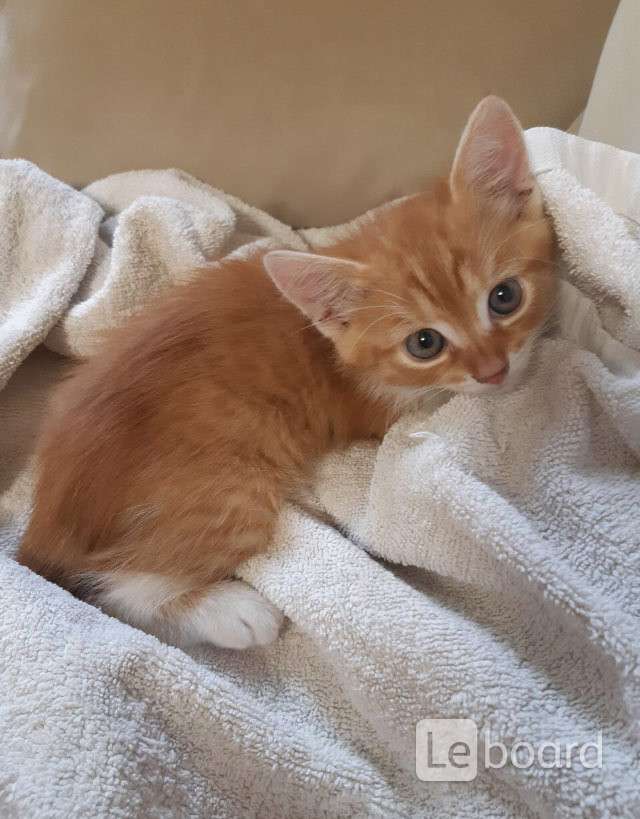 рыжий кот белгород