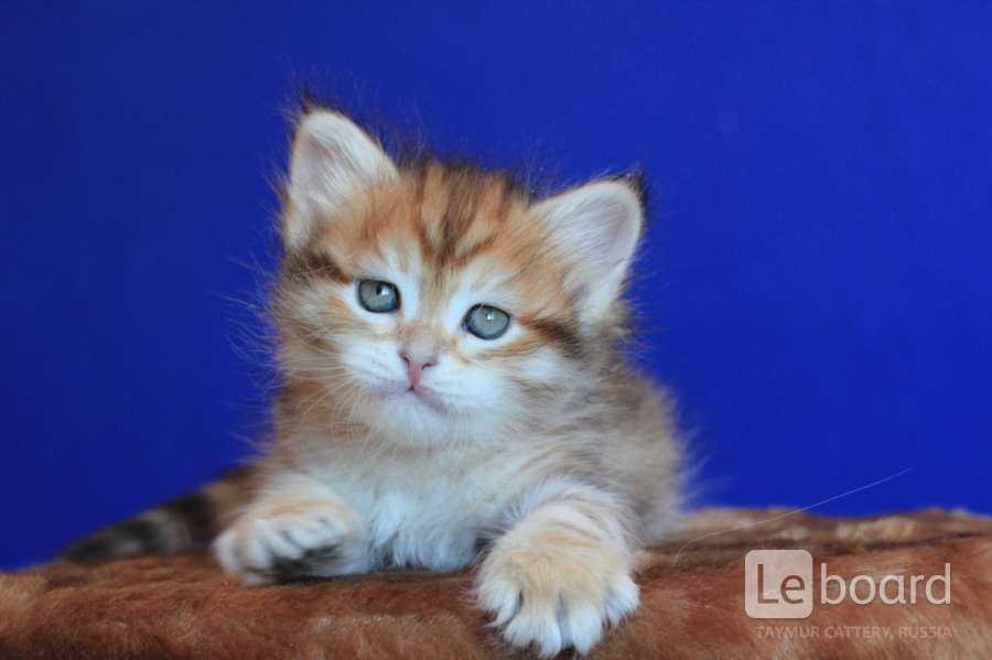 Сибирские котята питомник. Сибирские котята. Котенок сибирской кошки 3 месяца. Золотые Сибирский котенок.