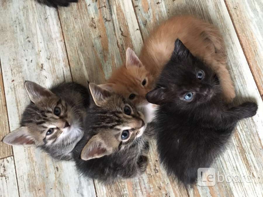 сибирский котенок серый. котята маленькие беленькие черные. отдам котят новоуральск. авито казань добрые руки. котята в добрые руки.