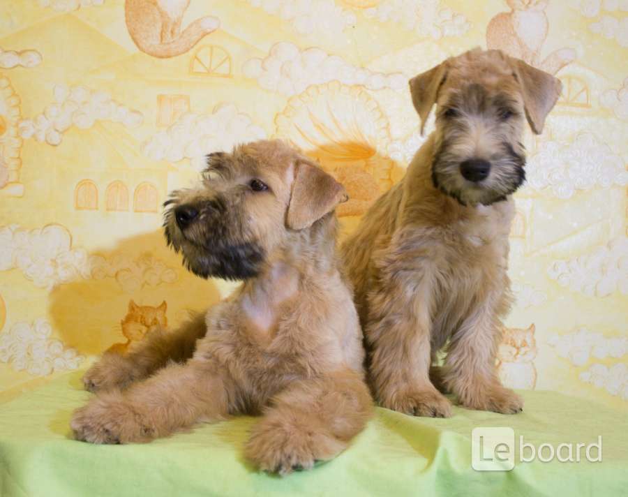 Ирландский пшеничный терьер. Ирландский гладкошерстный пшеничный терьер. Пшеничный терьер щенки. Ирландский мягкошёрстный пшеничный терьер терьеры. Пшеничный терьер щенки.