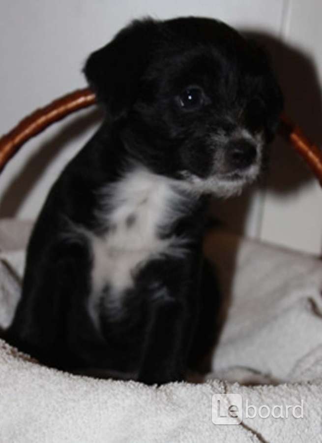 щенки молодечно