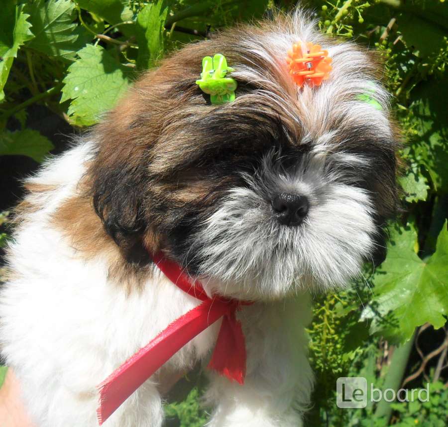 Ши тцу самары. Ши тцу самары. Щенок ши тцу 2 месяца. Порода собак ши-тцу. Ши тцу самары.