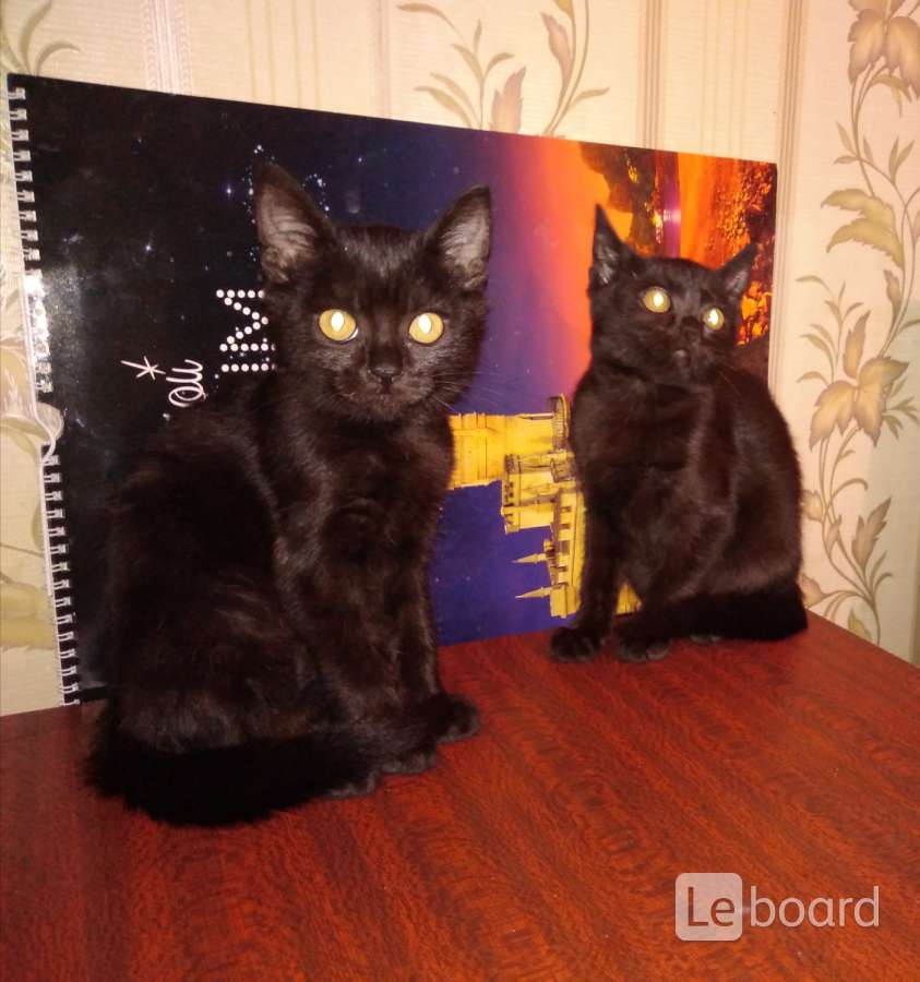 Купить Котенка В Орле