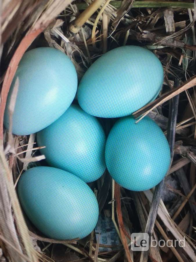 Порода кур с голубыми яйцами название и фото