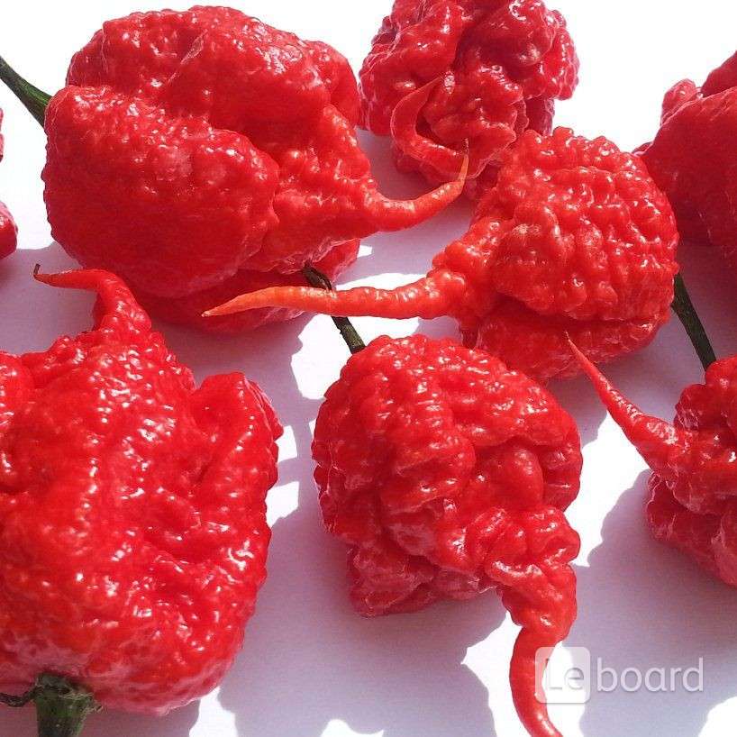 Carolina reaper записи