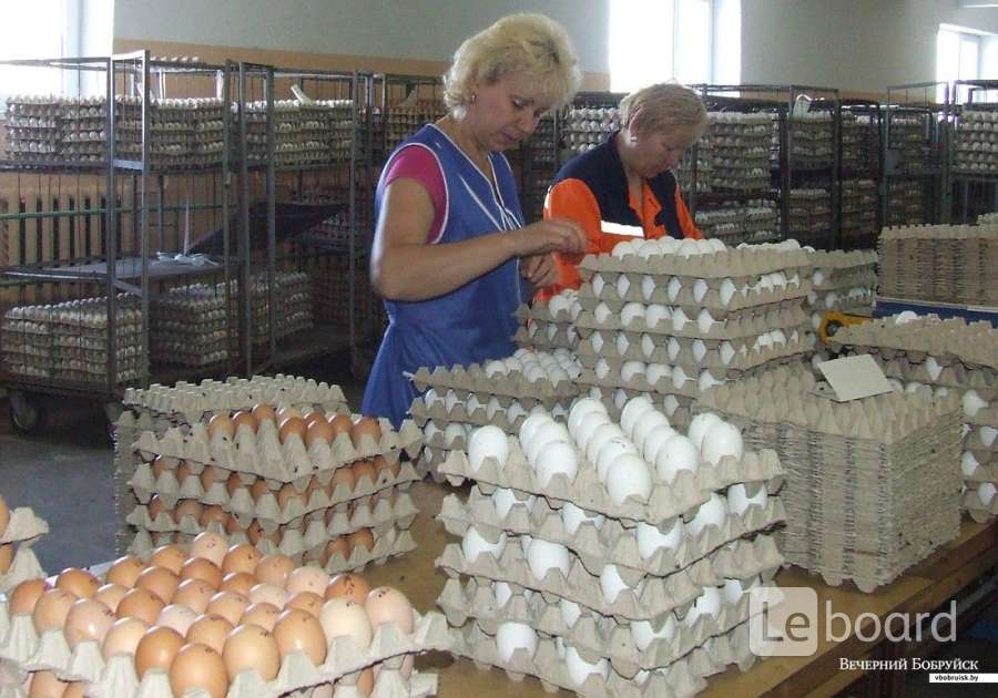 Вакансии работа в чамзинке. Инспектор труда. Директор птицефабрика чамзинская. Сортировщица яиц. Петротул.