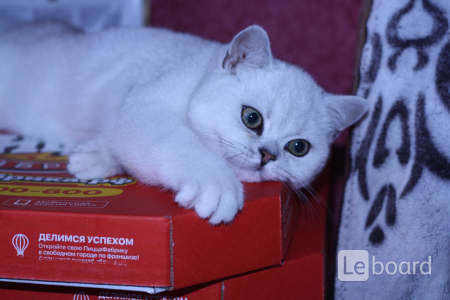 Купить кошку в ярославле. Серебристая шиншилла NS 22. Briolin кошки. Котики в Красноярске белые британские купить. Свежие объявления купить котенка в Ярославле.