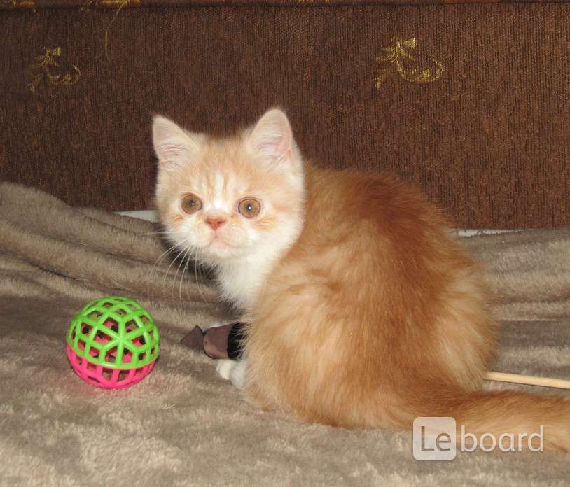 Продам экзотических. Сибирский котенок рыжий мальчик. Рыже белые Сибирские котята. Котёнок маленький пушистый бело рыжий. Авито котенок мальчик.