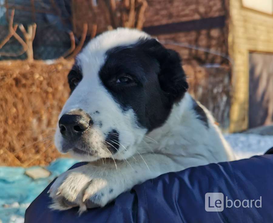 Купить Щенка Алабая В Иваново