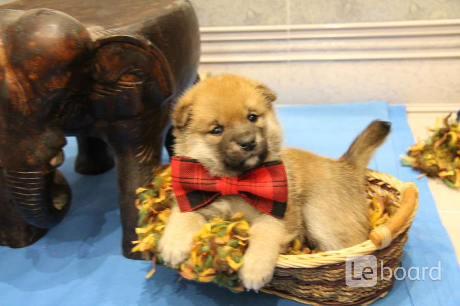 Петербургская орхидея мини. Бивер-йоркширский терьер темный. Щенки недорого в санкт петербурге. Бронь щенков. Бивер короткошерстный.