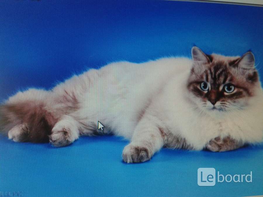 Вязка невской маскарадной. Невская маскарадная голубоглазая. Невская маскарадная кошка. Ставрополе. Вязка невской маскарадной.