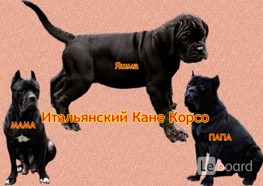 Кане корсо таблица роста. Кане Корсо вес.