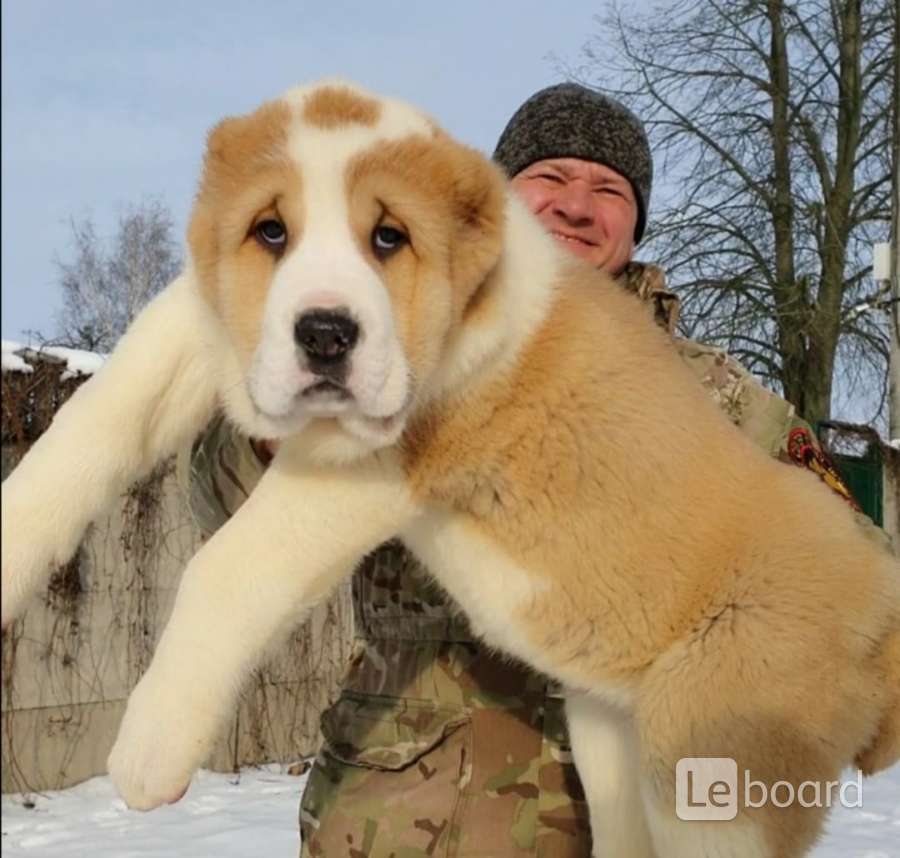 Купить Щенка Алабая В Челябинской Области