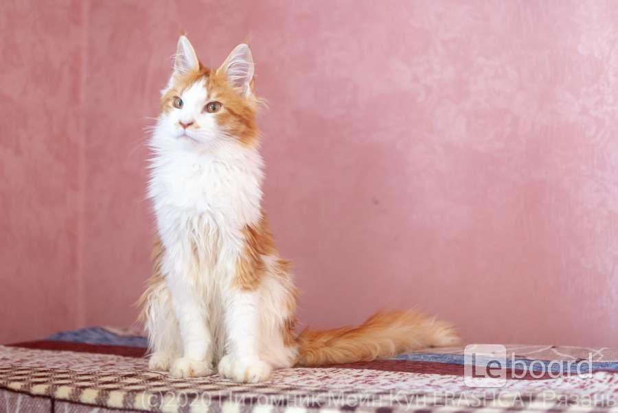 Котята Мейн Кун Купить В Туле