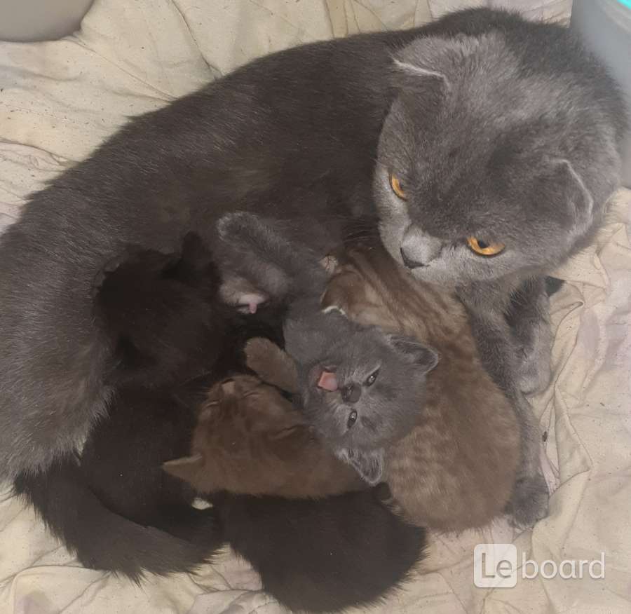 Купить Котенка Шотландца В Ачинске