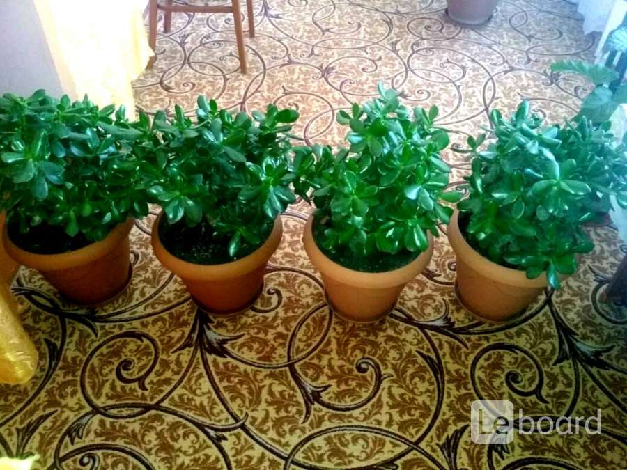 Купить Комнатные Растения В Москве На Авито