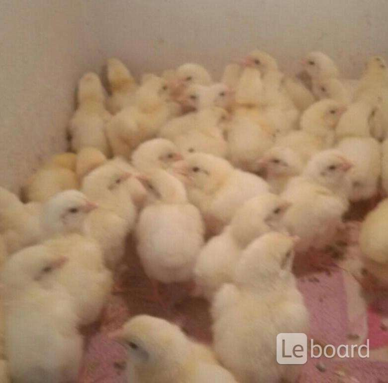 Цыплята бройлеры купить в белгородской области