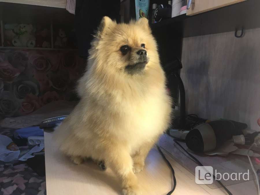 стрижка собак в новосибирске. груминг в оренбурге. альфред грумер зиннуров. груминг в оренбурге. биро йорк.