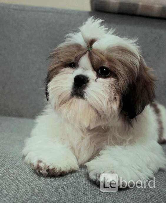 Собачка ши тцу. Собачка ши тцу. Ши-тцу. Стандарт ши тцу. Ши-тцу.