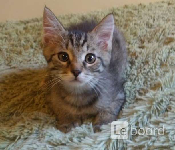 Можайская кошка. Котята екатеринбург. Авито ногинск котята. Авито лениногорск котята. Тайские котята пятна на боках.