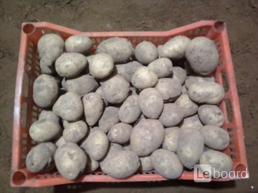 выставка картофель 2023. картофель в сетке 25 кг. картофель фасованный. картофель чебоксары. ярмарка картошки.