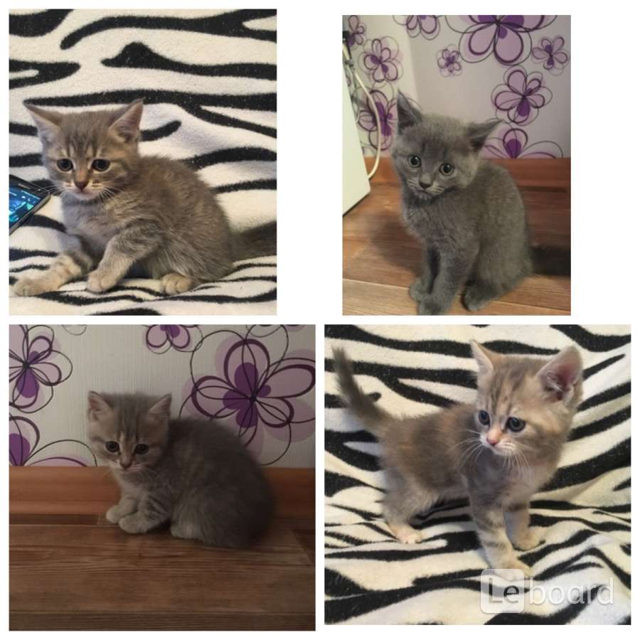 Котенок в добрые руки пенза. Котенок в добрые руки пенза. Котики в пензе. В пензе найденные кошки. Кошки в пензе.